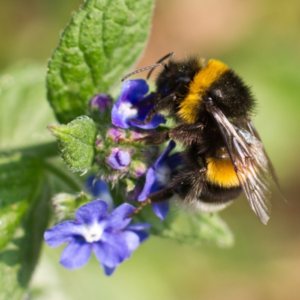 A photograph of a buff-tailed bumblebee on a green plant with a blue flower
