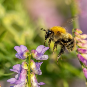 A photograph of a common carder bee landing on a purple flower