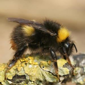A photograph of an early bumblebee on a green and yellow leaf.