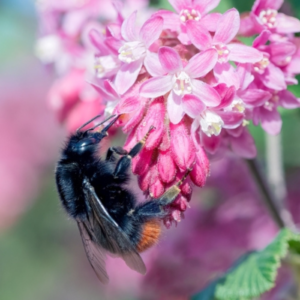 A photograph of a red-tailed bumblebee on a pink flower