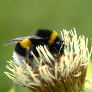 A photograph of a white-tailed bumblebee on a cream coloured flower.